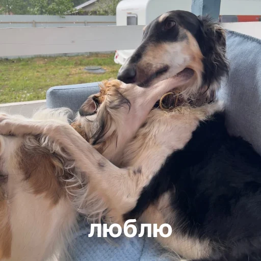 ❤️ Стикер «носатый пак» для Telegram