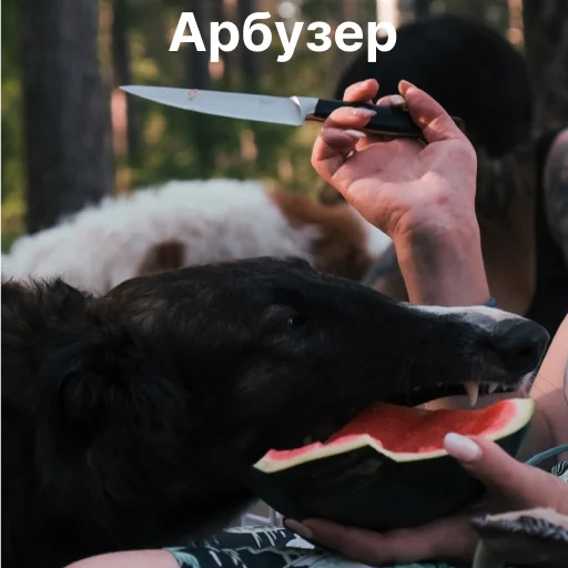 🔪 Стикер «носатый пак» для Telegram