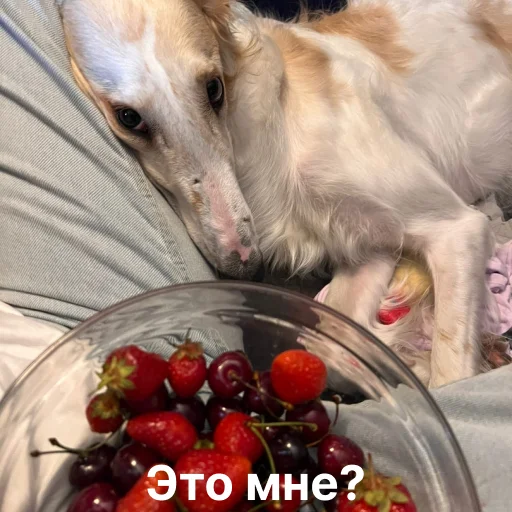 🥺 Стикер «носатый пак» для Telegram