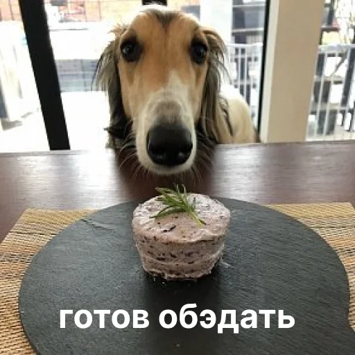 🍽 Стикер «носатый пак» для Telegram