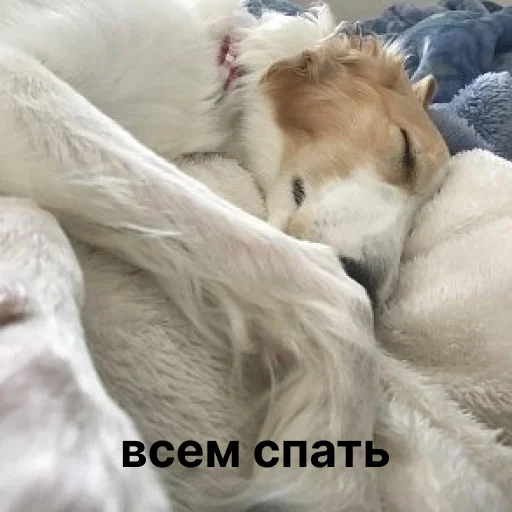 🛏 Стикер «носатый пак» для Telegram
