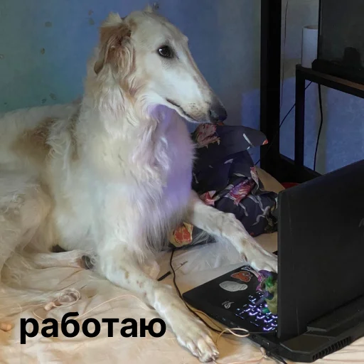 👩‍💻 Стикер «носатый пак» для Telegram
