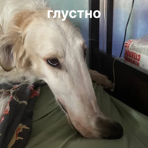 🥲 Стикер «носатый пак» для Telegram