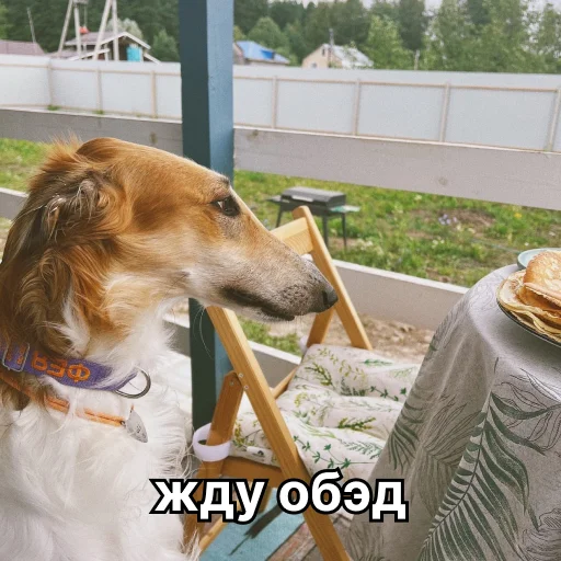 🍽 Стикер «носатый пак» для Telegram
