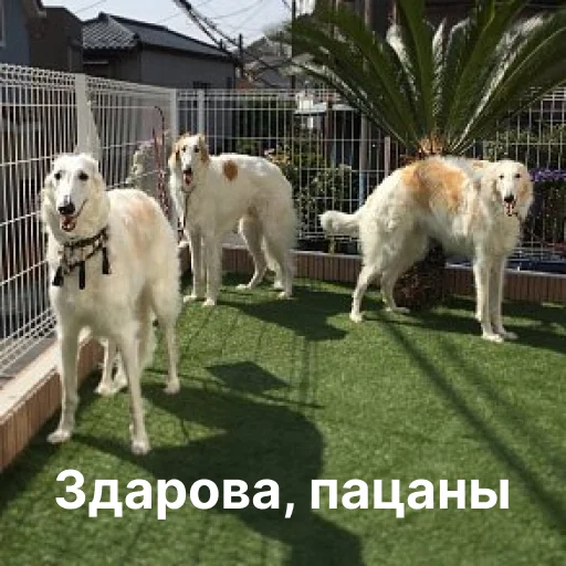 👋 Стикер «носатый пак» для Telegram