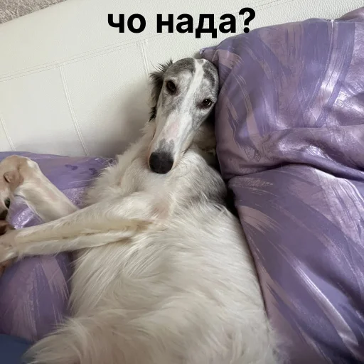 😳 Стикер «носатый пак» для Telegram