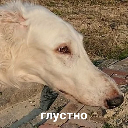 ☹️ Стикер «носатый пак» для Telegram