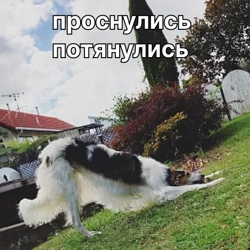 ☀️ Стикер «носатый пак» для Telegram