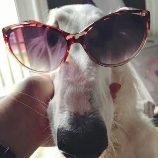 🕶 Стикер «носатый пак» для Telegram