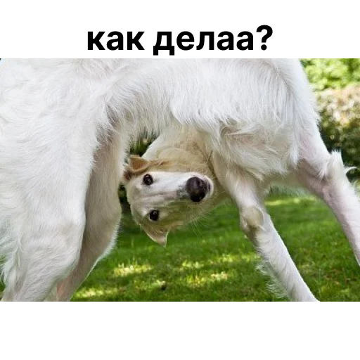 ❓ Стикер «носатый пак» для Telegram