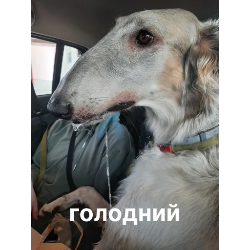 🍽 Стикер «носатый пак» для Telegram