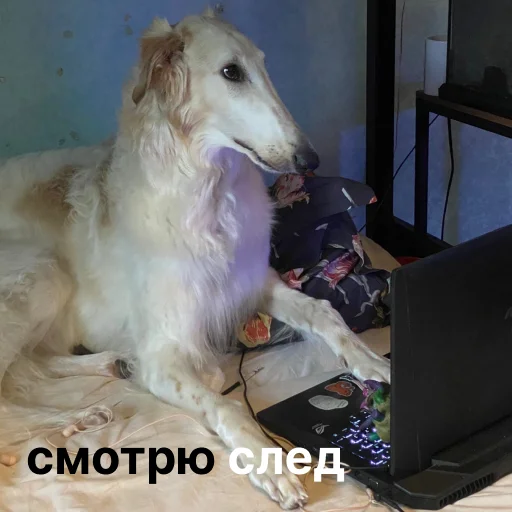 🎥 Стикер «носатый пак» для Telegram