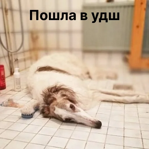 🚿 Стикер «носатый пак» для Telegram