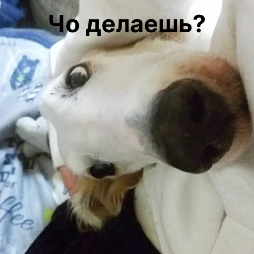 👀 Стикер «носатый пак» для Telegram