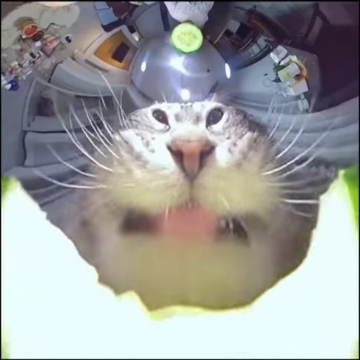 🐈‍⬛️ Стикер «Рыбки и животные» для Telegram