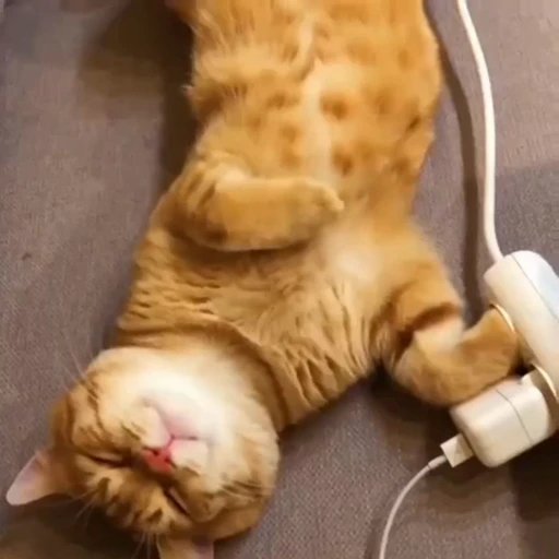 🐈‍⬛️ Стикер «Рыбки и животные» для Telegram