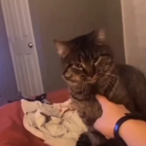 🐈‍⬛️ Стикер «Рыбки и животные» для Telegram