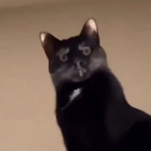 🐈‍⬛️ Стикер «Рыбки и животные» для Telegram