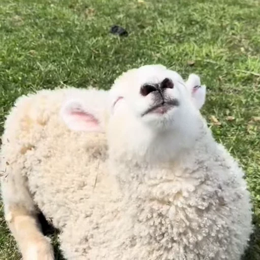 🐏 Стикер «Рыбки и животные» для Telegram