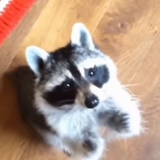 🦝 Стикер «Рыбки и животные» для Telegram