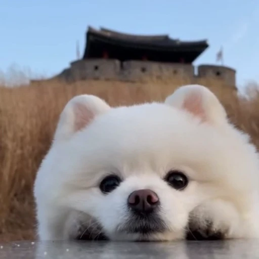 🐩 Стикер «Рыбки и животные» для Telegram