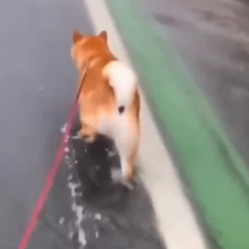 🐕 Стикер «Рыбки и животные» для Telegram