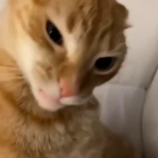 🐈‍⬛️ Стикер «Рыбки и животные» для Telegram