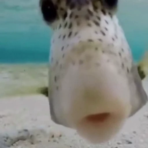 🐡 Стикер «Рыбки и животные» для Telegram