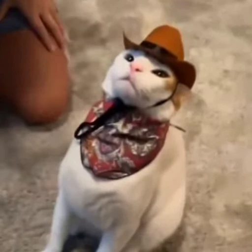 🐈 Стикер «Рыбки и животные» для Telegram