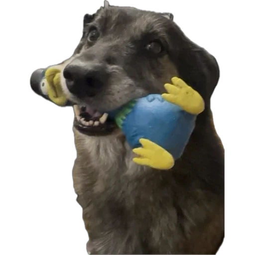 🐕 Стикер «RyoDelRio - Autres» для Telegram