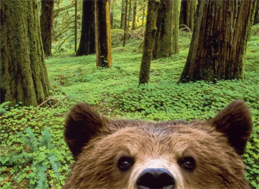 🐻 Стикер «RyoDelRio - Autres» для Telegram