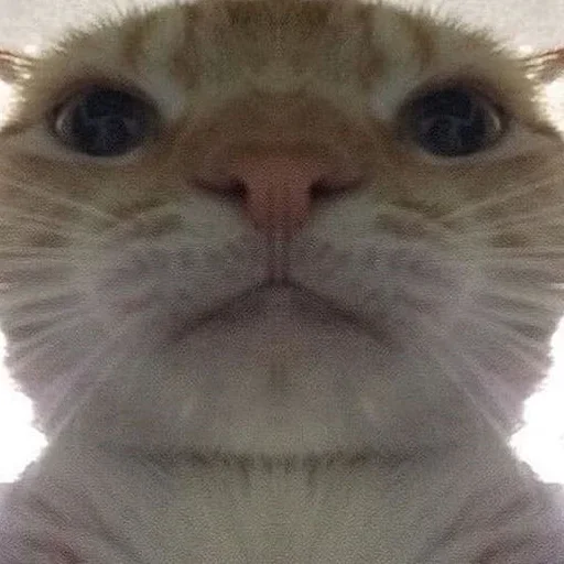 😾 Стикер «RyoDelRio - Autres» для Telegram