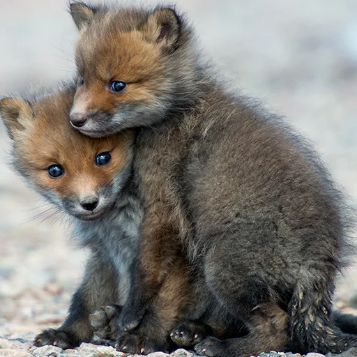 👨‍❤️‍👨 Стикер «RyoDelRio - Autres» для Telegram