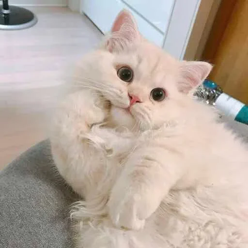 🙃 Стикер «RyoDelRio - Autres» для Telegram