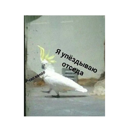 😋 Стикер «Ржачные животные» для Telegram