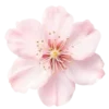 🍥 Эмодзи «pink flora» для Telegram