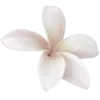 🍥 Эмодзи «pink flora» для Telegram