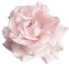 🍥 Эмодзи «pink flora» для Telegram