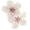 🍥 Эмодзи «pink flora» для Telegram