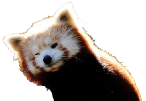 ✨ Стикер «Sashimi» для Telegram