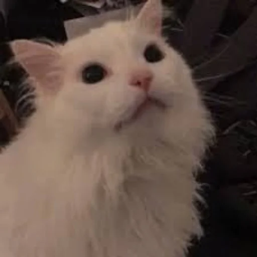 😌 Стикер «Sashimi» для Telegram