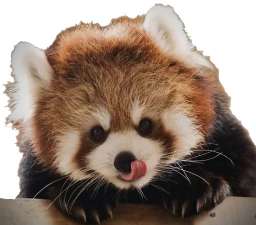 😋 Стикер «Sashimi» для Telegram