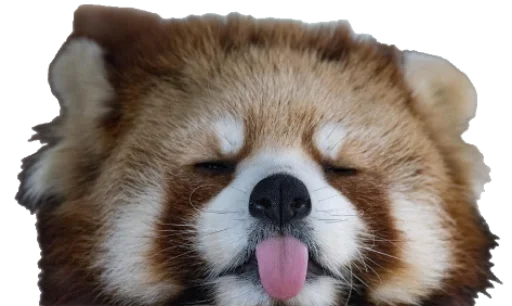 😜 Стикер «Sashimi» для Telegram