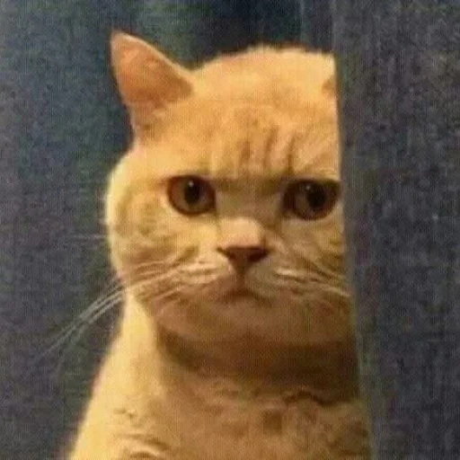😑 Стикер «Sashimi» для Telegram