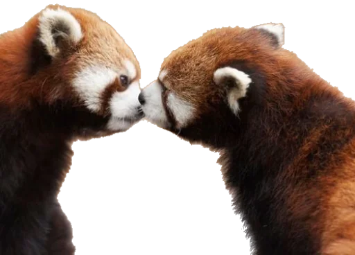 😘 Стикер «Sashimi» для Telegram