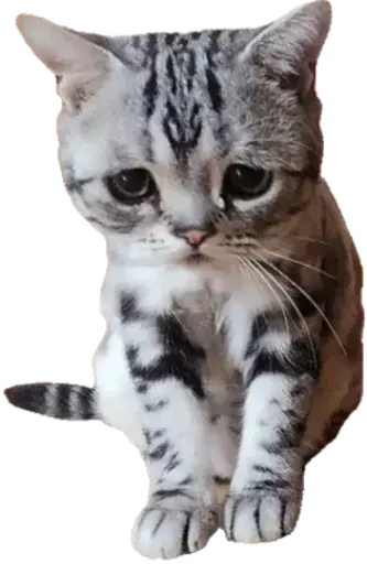 ☹️ Стикер «Sashimi» для Telegram
