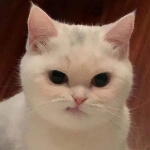 😠 Стикер «Sashimi» для Telegram