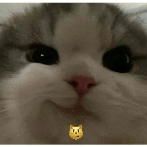 🤪 Стикер «saatepetir» для Telegram