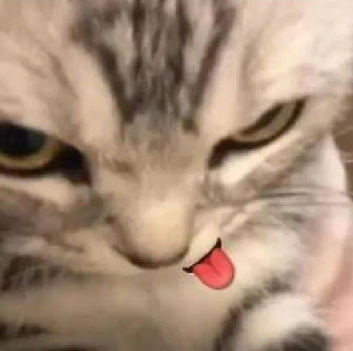🥺 Стикер «saatepetir» для Telegram
