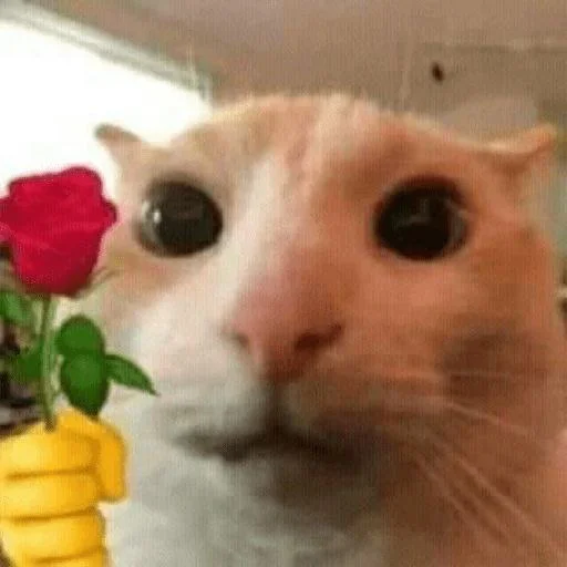 🥺 Стикер «saatepetir» для Telegram